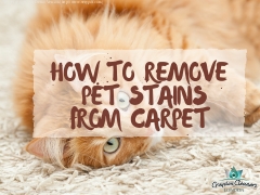 How to remove?Pet?Stains from carpet